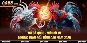 Đá Gà QH88 - Nơi Hội Tụ Những Trận Đấu Đỉnh Cao Năm 2025