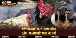 Vảy Gà Ngũ Quỷ - Đặc Điểm, Cách Nhận Biết Cho Kê thủ